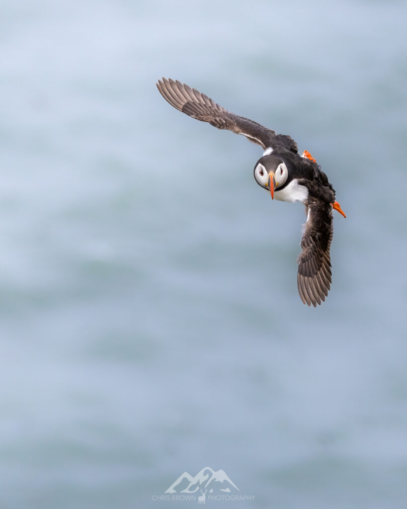 Puffin in Flight photographed with the Canon EOS R7
