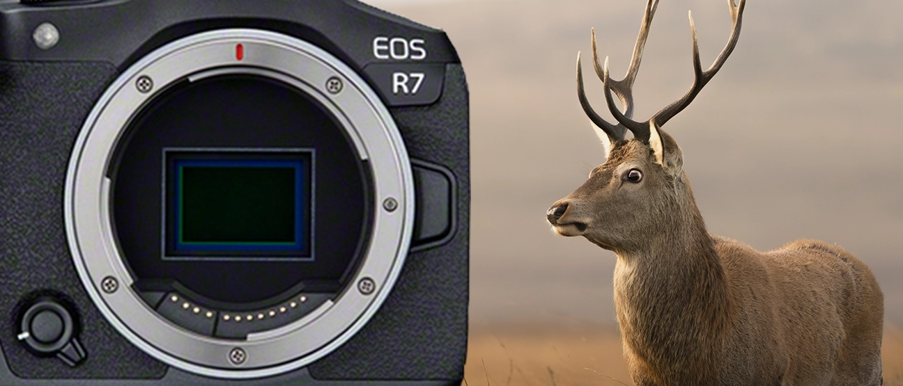 Using the Canon EOS R7 for Wildlife Photography
