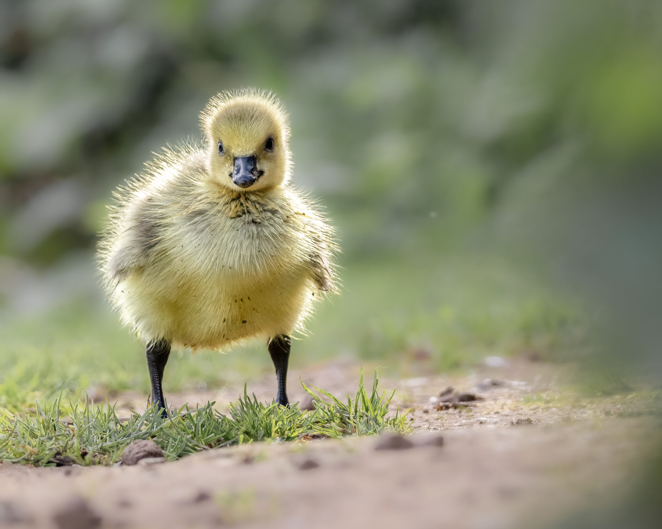 Canadian Goose Gosling