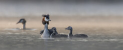Great Crested Grebes in the morning mist