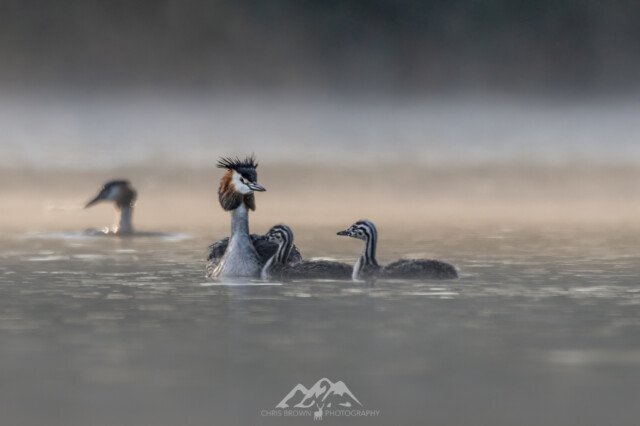 Great Crested Grebes in the morning mist