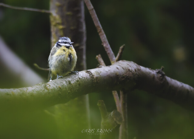 blue tit