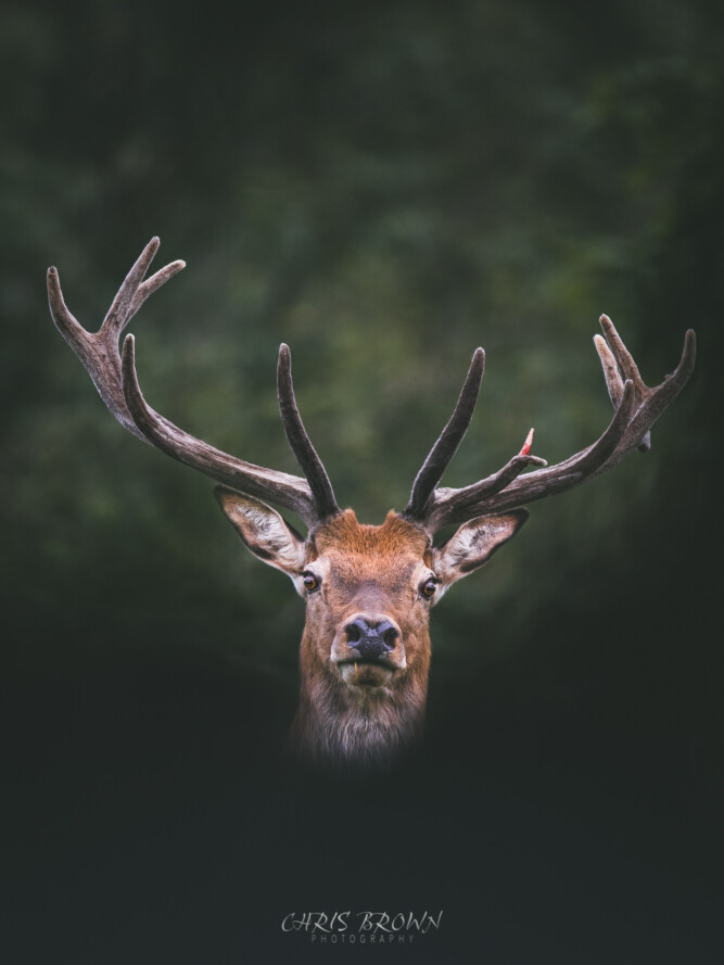 Red deer stag portrait wildlife image