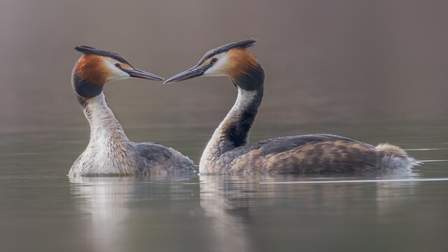 Great Crested Grebes