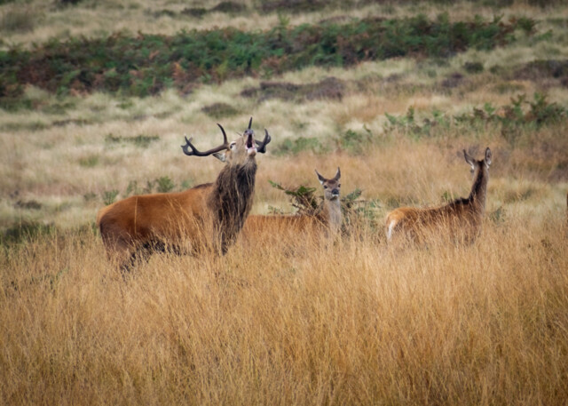 Red Deer Stags