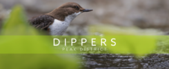Dippers in the Peak District