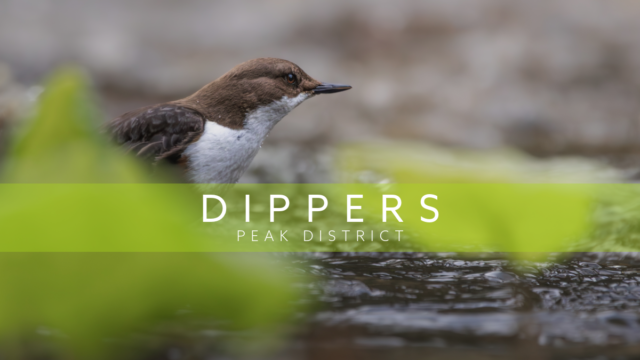 Dippers in the Peak District