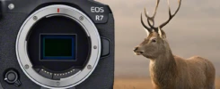 Canon EOS R7 used for wildlife photography