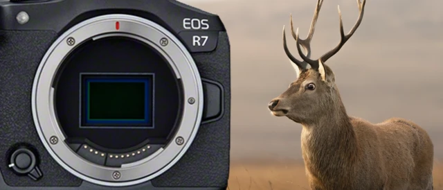 Canon EOS R7 used for wildlife photography