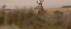 Wildlife Photography Red Deer