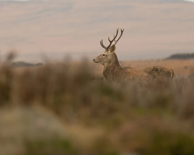 Wildlife Photography Red Deer